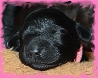 BR pups 1 wk old 120