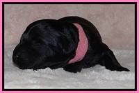 BR pups 1 wk old 320