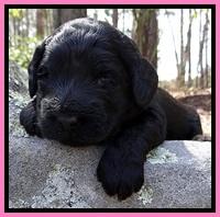 BR pups 3 wks old 181