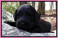 BR pups 3 wks old 201