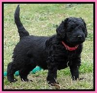 BR pups 5 wks old 250