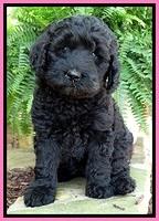 BS pups 7 wks old 241