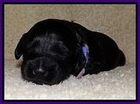 BR  pups 2 wks old 231