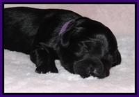 BR pups 1 wk old 131