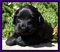 BR pups 3 wks old 231