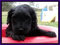 BR pups 5 wks old 100