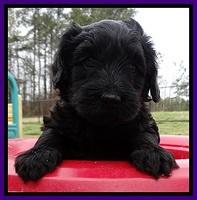 BR pups 5 wks old 120