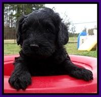 BR pups 5 wks old 130