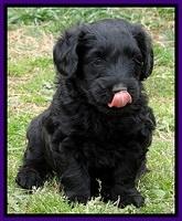 BR pups 5 wks old 140