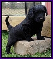 BR pups 5 wks old 150