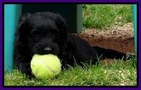 BR pups 5 wks old 160