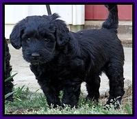 BR pups 6 wks old 100