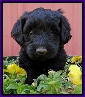 BR pups 6 wks old 1230