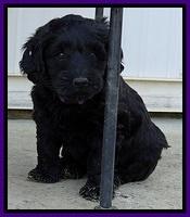 BR pups 6 wks old 180 (2)