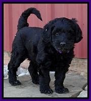 BR pups 6 wks old 190 (2)