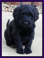 BR pups 6 wks old 240