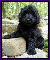 BS  pups 8 wks old 132