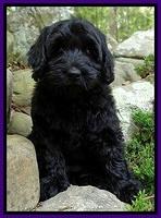 BS  pups 8 wks old 162