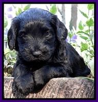 BS 4 pups weeks old 330