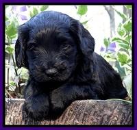 BS 4 pups weeks old 340