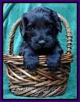 BS 4 pups weeks old 360