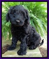 BS pups 7 wks old 311
