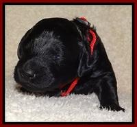 BR  pups 2 wks old 71