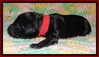 BR pups 1 day old 41