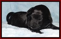 BR pups 1 wk old 1720