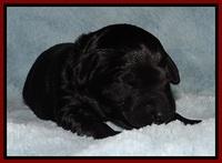 BR pups 1 wk old 1920