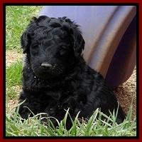 BR pups 5 wks old 220