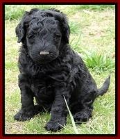 BR pups 5 wks old 230