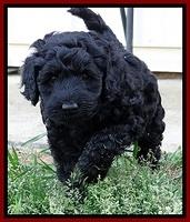 BR pups 6 wks old 110