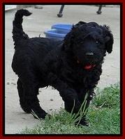 BR pups 6 wks old 70 (2)