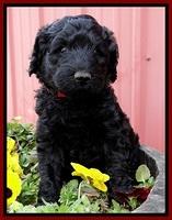 BR pups 6 wks old 860