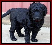 BR pups 6 wks old 90 (2)