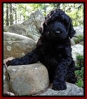 BR pups 8 wks old 10
