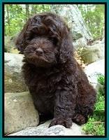Stewart family: Guardian: Toffee Bisoctti "Biscuit"