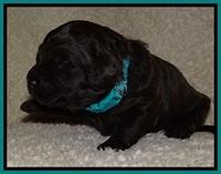 BR  pups 2 wks old 281