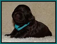 BR  pups 2 wks old 301