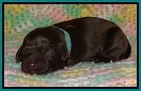 BR pups 1 day old 181