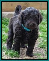 BR pups 5 wks old 460