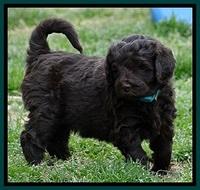 BR pups 5 wks old 510