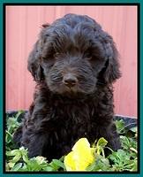 BR pups 6 wks old 1210