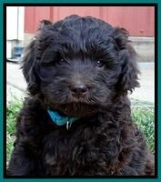 BR pups 6 wks old 570