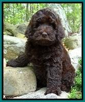 BS  pups 8 wks old 102