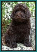 BS  pups 8 wks old 122