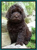 BS  pups 8 wks old 72