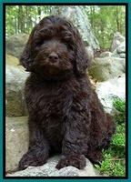 BS  pups 8 wks old 82