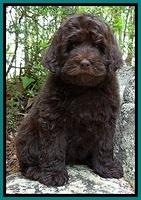 BS  pups 8 wks old 92